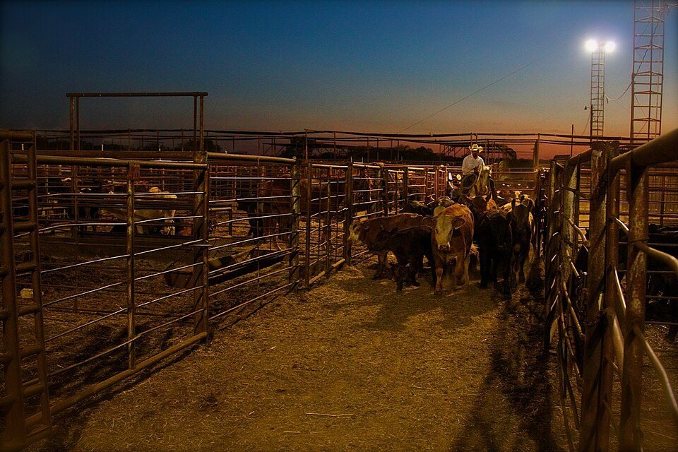 Local cattle auction — Comanche, Oklahoma